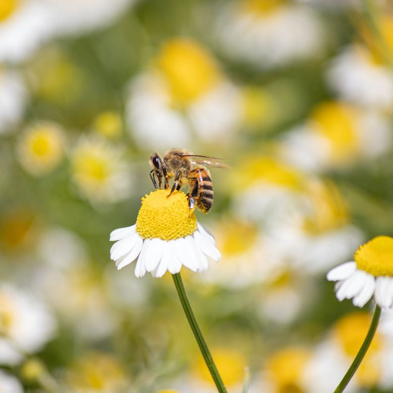 Abeilles sur des fleurs — actifs naturels de la ruche
