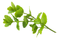 Menthol