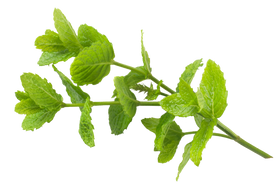 Menthol