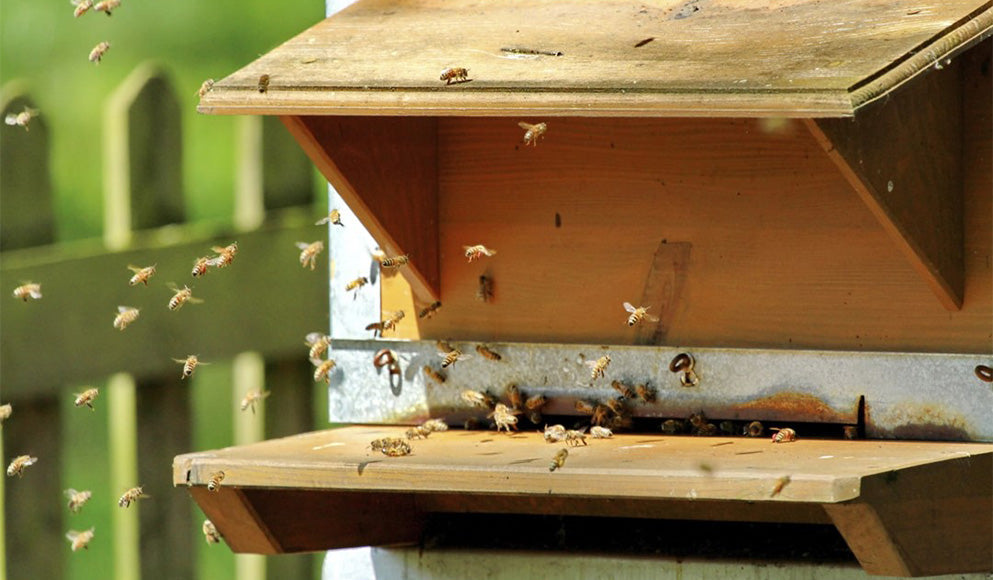 Comment les abeilles s’organisent-elles ?