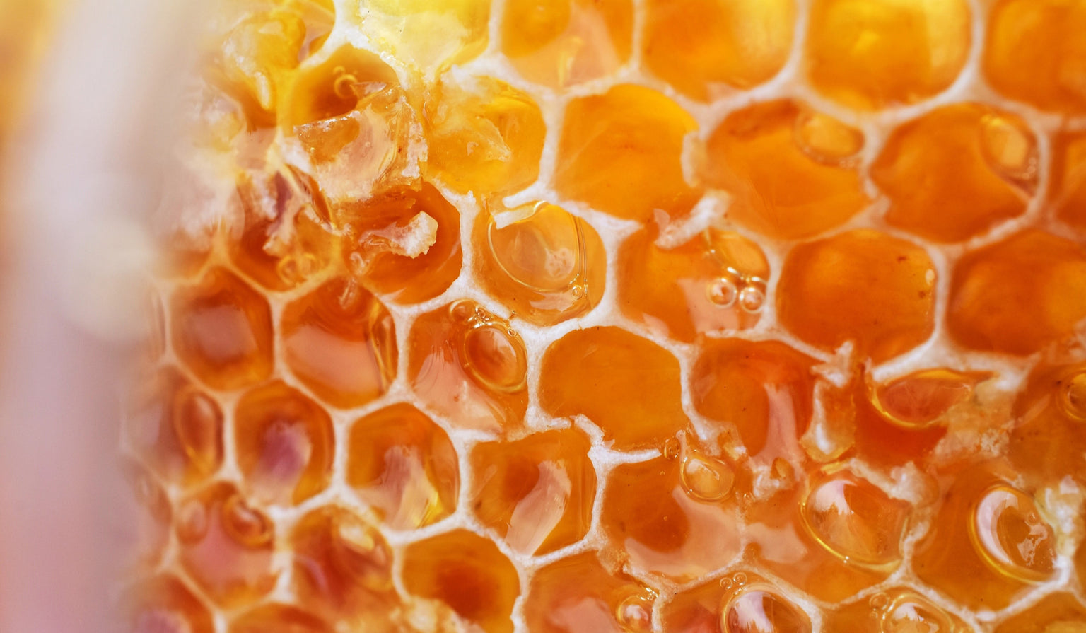 Tout savoir sur : le miel
