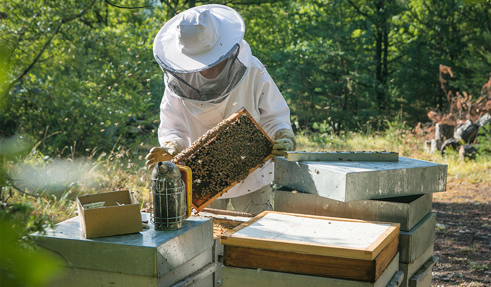 Comment faire de la gelée royale en apiculture ?