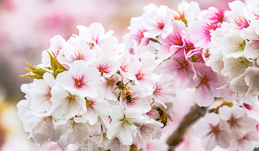 Comment se passe la sortie d'hiver pour les abeilles ?
