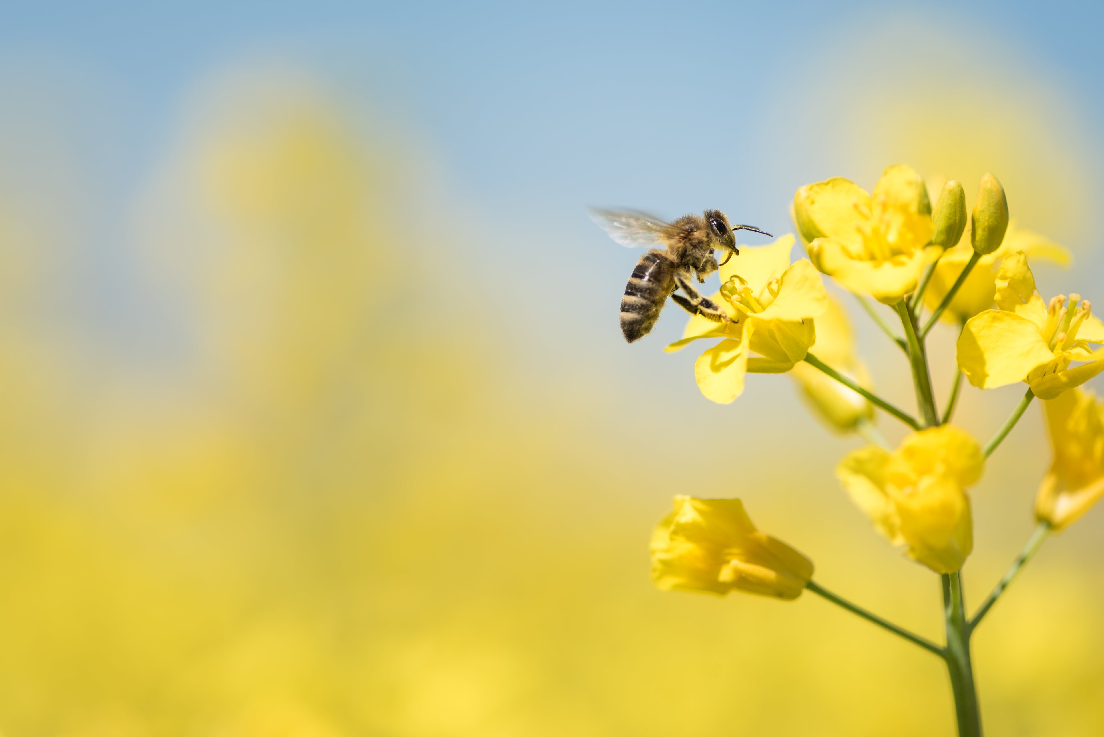 Comment les abeilles fabriquent-elles le miel ?