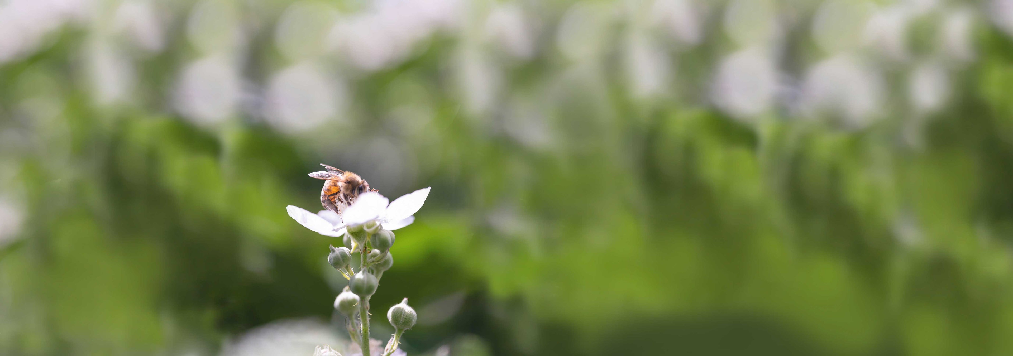 Abeille_planete_made_in_france.jpg