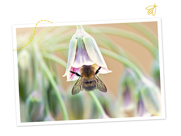 Portrait de l'abeille noire, espèce à protéger 