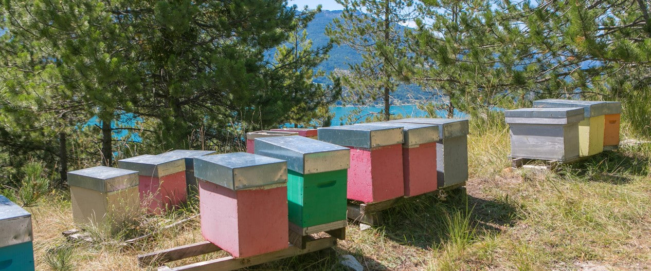 Comment sauver les abeilles ?