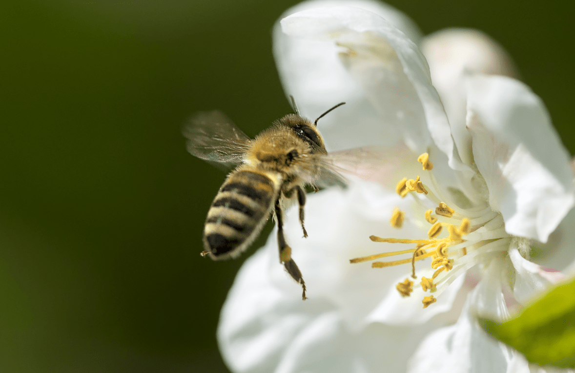 abeille-min_1.png