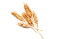Acide hyaluronique de blé
