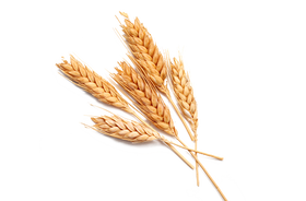 Acide hyaluronique de blé