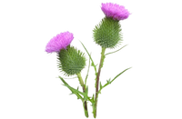 Acanthe sauvage