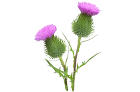 Acanthe sauvage