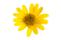 Arnica