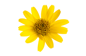 Arnica