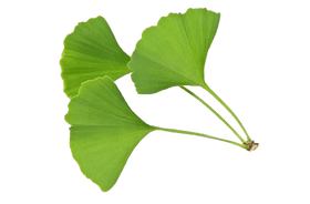 Gingko biloba