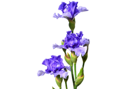 Iris