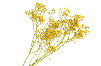 Immortelle