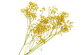 Immortelle