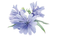 Prébiotiques naturels