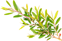 HE Tea tree