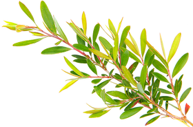 HE Tea tree