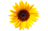 Vitamine E