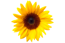 Vitamine E